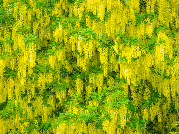 Close up of yellow flowering plant against yellow background