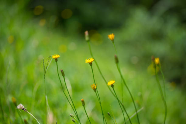 istock nature abstract soft focus on flower for background use. 1244440788