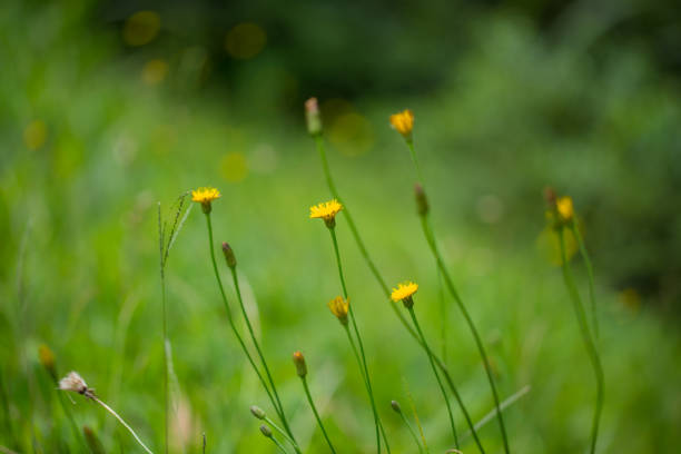 istock nature abstract soft focus on flower for background use. 1244441295