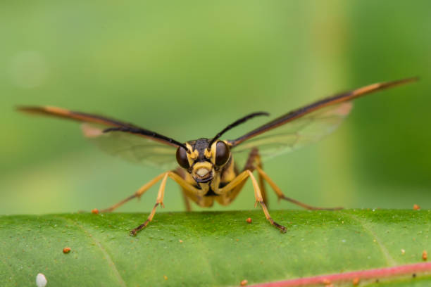 Serene common wasp on my finger, posing during a sunny day in a pyrenees prairie.