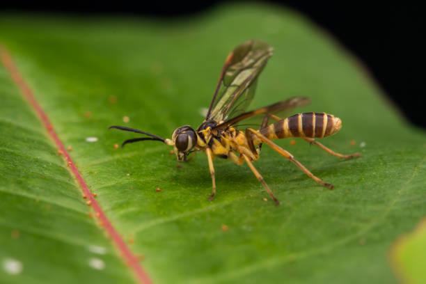 istock Yellow wasp on a green leaf - Nature wildlife concept 1244444676