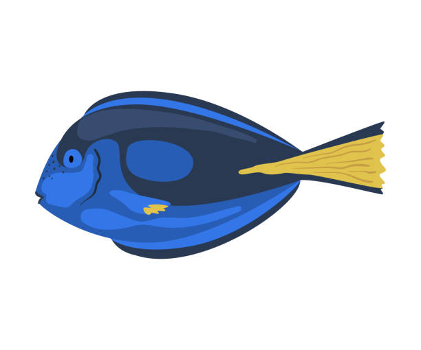 ilustrações de stock, clip art, desenhos animados e ícones de regal tang fish, marine life element, sea or ocean creature vector illustration - imperial angelfish