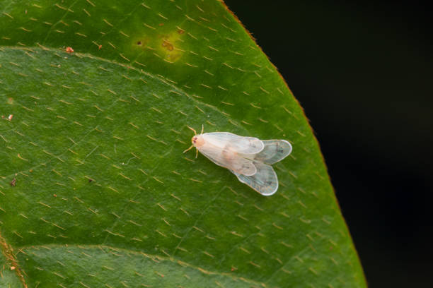 istock Small and tiny leaf hopper on mating on green leaf-Nature wildlife concept 1244445238