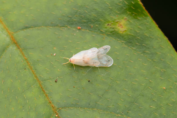 istock Small and tiny leaf hopper on mating on green leaf-Nature wildlife concept 1244445865