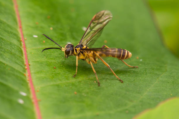 istock Yellow wasp on a green leaf - Nature wildlife concept 1244446829