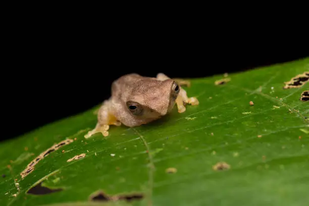 Macro detail image of beautiful and cute Kinabalu Cloud Bush Frog on leaves - Nature wildlife concept