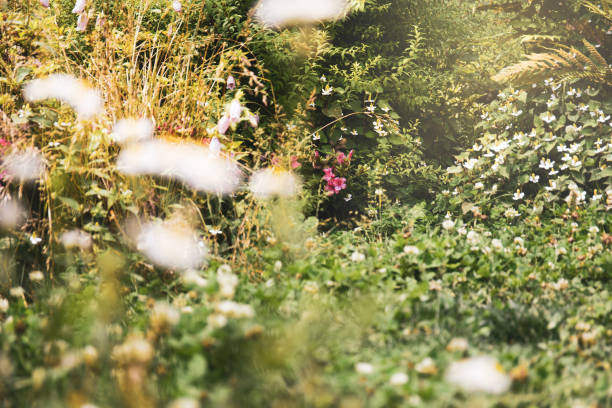 Natural background with wildflowers.