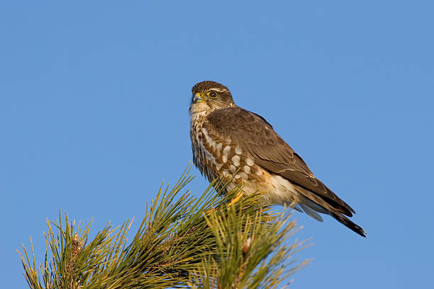 Merlin Falcon, Pigeon Hawk Merlin (Falco columbarius) bird perched in pine tree against blue sky, Also called Pigeon Hawk. falco columbarius stock pictures, royalty-free photos & images