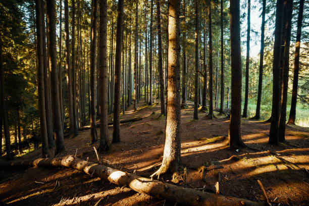 istock Beautiful forest with trees lit by the sun 1244470198