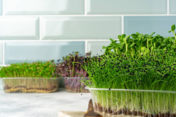 istock Micro green sprouts growing in tray in kitchen against mint tile wall 1244477356