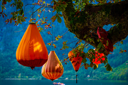 Orange lanterns hanging on the big trees branch