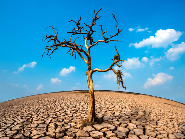 istock Big dry tree with cracked ground and fluffy white clouds scatter in full light clear sky.Desert,Global warming environment Concept. 1244479046