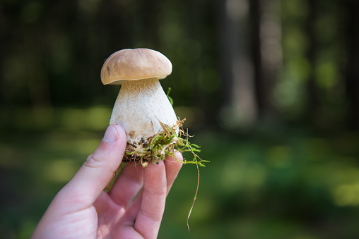 Young man hand holding boletus in hand, blurred background