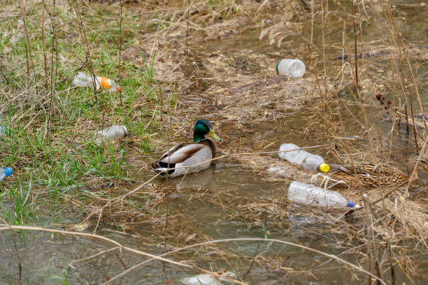 istock Duck swimming in a river with waste bottles, plastic pollution 1244491105
