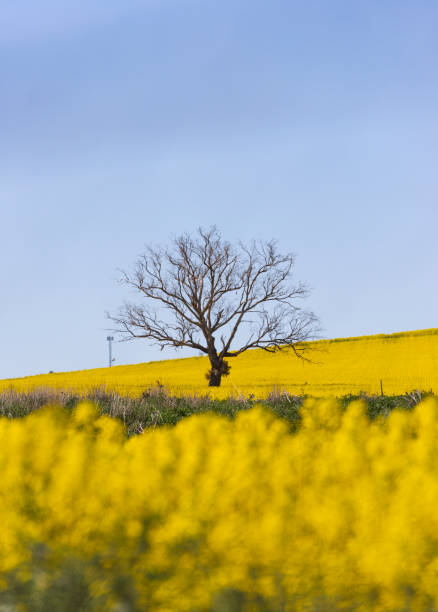 istock Canola field of rapeseed with beautiful cloud 1244497616