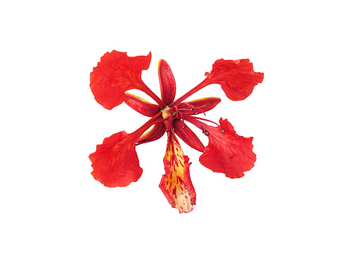 Close up red peacock flowers isolated on white background.