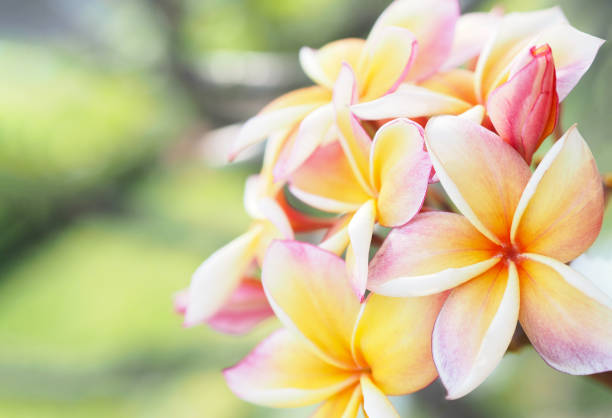 Plumeria flowers are blooming in the garden