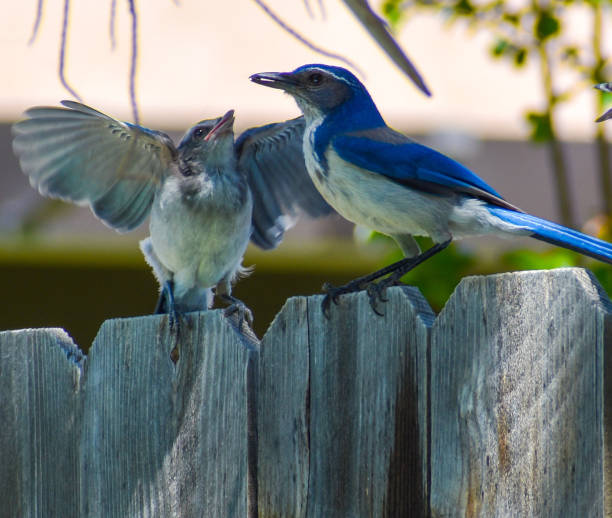 istock Mother Blue Jay feeding baby fledgling 1244511565