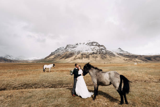 coppia di nozze dopo con i cavalli. lo sposo abbraccia la sposa. destination iceland sessione fotografica di nozze con cavalli islandesi. - elope foto e immagini stock