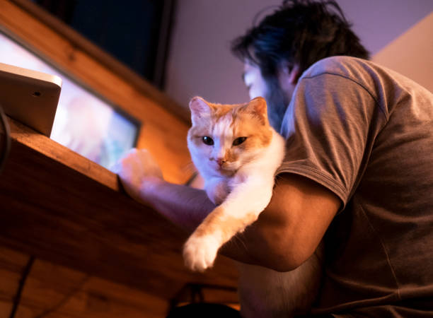 istock Cute cat lying on the man's hand. 1244512683