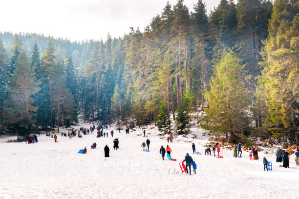 cheerful people on sleigh in snowy woods - mirth imagens e fotografias de stock