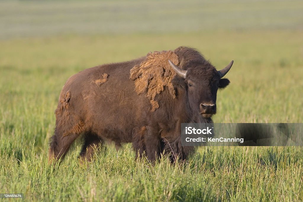 American Bison, Buffalo, adulto bull molting para o verão - Foto de stock de América do Norte royalty-free