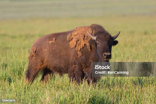 Foto de American Bison Buffalo Adulto Bull Molting Para O Verão e mais fotos de stock de América do Norte