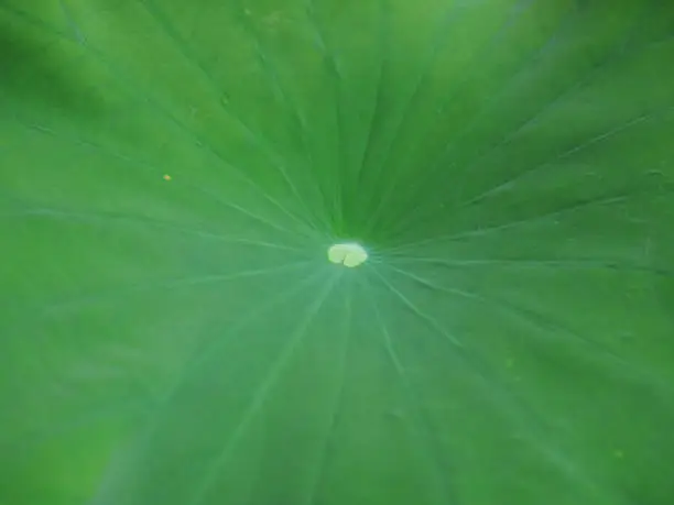 Green lotus leaf background.natural concepts.