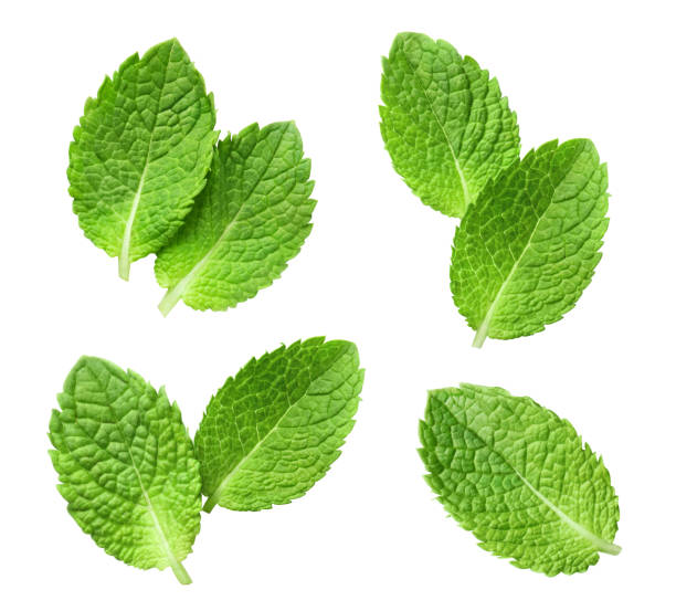 collection of delicious fresh mint leaves on white - mint imagens e fotografias de stock