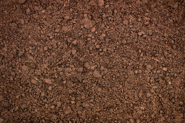istock brown earth surface, top view. organic soil texture 1244526066