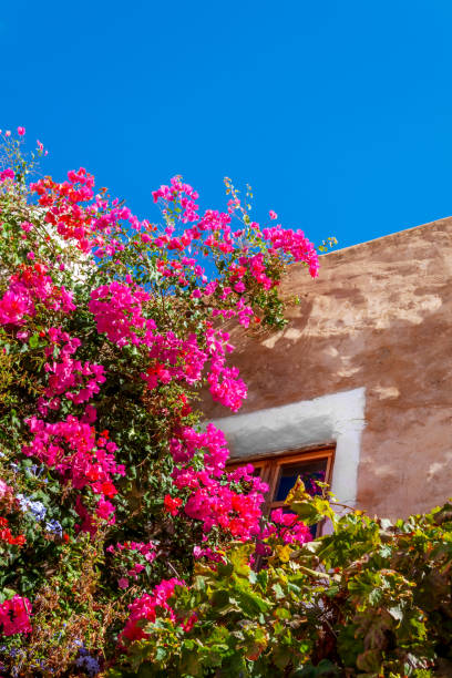 istock Window And Pink Bougainvillea 1244527146