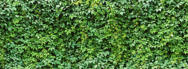 istock green ivy leaves wall background. nature texture plants 1244530422