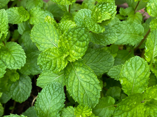 istock Group of mint leaves as background concept, Thai herb plants 1244532006
