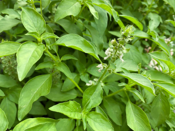 istock Hairy basil leaves and branches, Thai herb and ingredient 1244532523