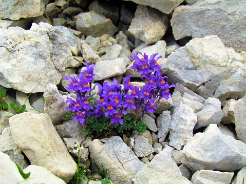 Group of purple blooming  alpine toadflax (Linaria alpina) flowers growing out of rocks in Triglav national park and Julian alps, Slovenia
