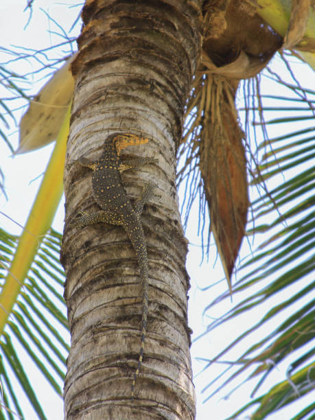 istock Asian monitor lizard climbed in tropical palm tree 1244542369