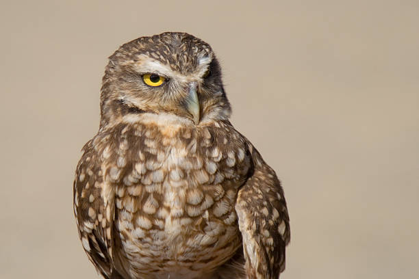 Burrowing Owl (Speotyto cunicularia) bird portrait. (captive)