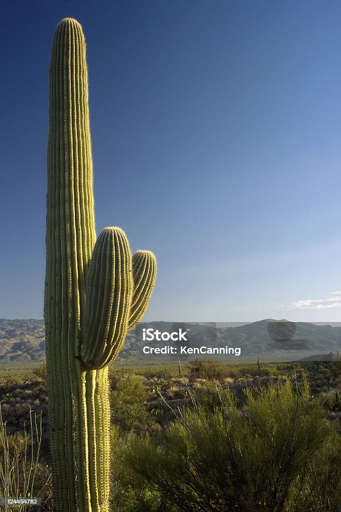 Cactus Saguaro et de ciel bleu - Photo de Arizona libre de droits