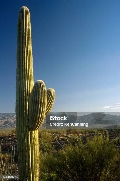 Photo libre de droit de Cactus Saguaro Et De Ciel Bleu banque d'images et plus d'images libres de droit de Arizona - Arizona, Cactus, Désert