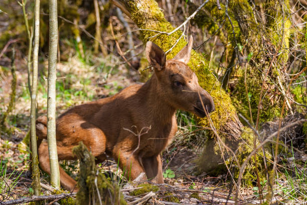 istock Newborn moose calf in the forest 1244547932