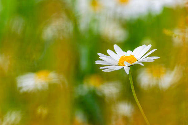Oxeye daisy flower and a blurry backgrounds