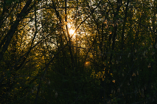 Sunlight through a dense grove of forest at sunset.