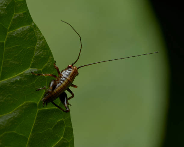 istock close up of a grasshopper ready to jump from a leaf 1244555182