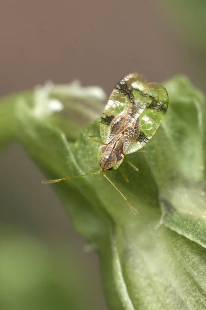 istock close up of a chrysanthemum lace bug 1244555696