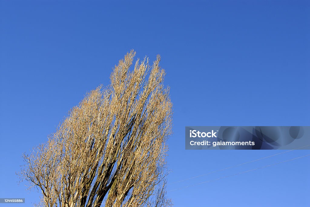 Poplar - Lizenzfrei Ast - Pflanzenbestandteil Stock-Foto