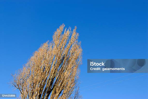 Poplar - Fotografie stock e altre immagini di Albero - Albero, Albero deciduo, Albero spoglio