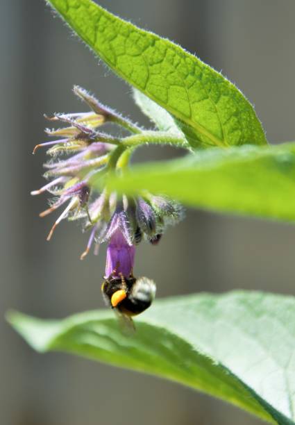 istock Bumble bee collecting nectar from a flower 1244559143
