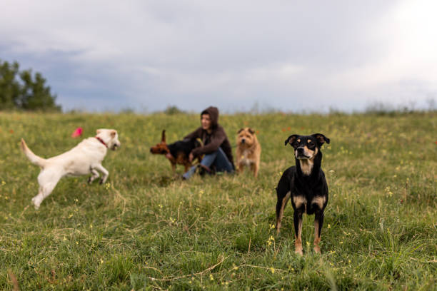 istock Adopted dog watching for intruders 1244560200