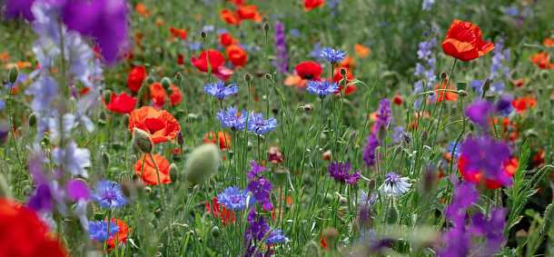Wild flowers - poppies, cornflowers, daisies in the meadow. Selective focus.