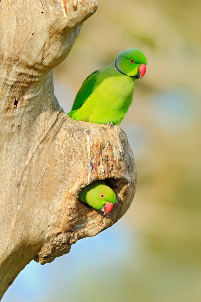 istock Two bird in nest hole. Nesting Rose-ringed Parakeet, Psittacula krameri, beautiful parrot in the nature green forest habitat, Sri Lanka, Asia. Parrot in the nest hole. Green parrots sitting on tree 1244562538